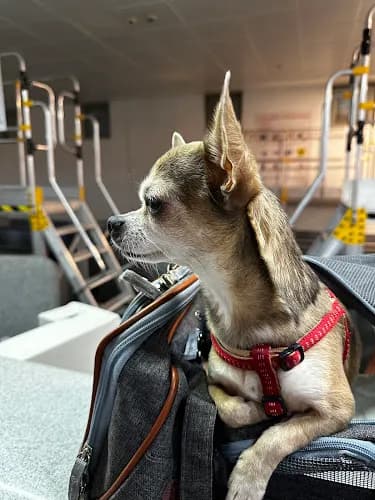 Vetbucks Veteriner Kliniği kapak