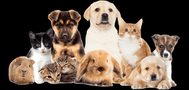 Pet Guard Veterinary kapak