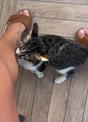 Alaiye Veteriner Kliniği kapak