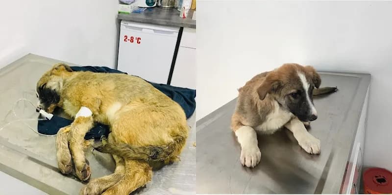 Aldeva Veteriner Kliniği kapak