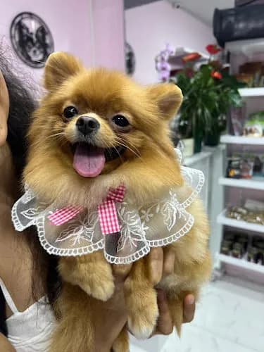 Anatomi Veteriner Kliniği kapak