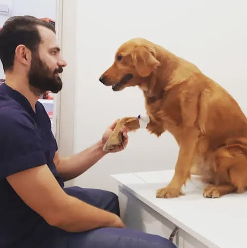 Bellus Veteriner Kliniği kapak