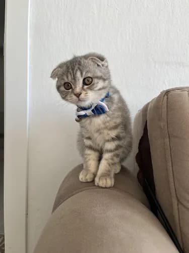 Vetplus Veteriner Kliniği kapak