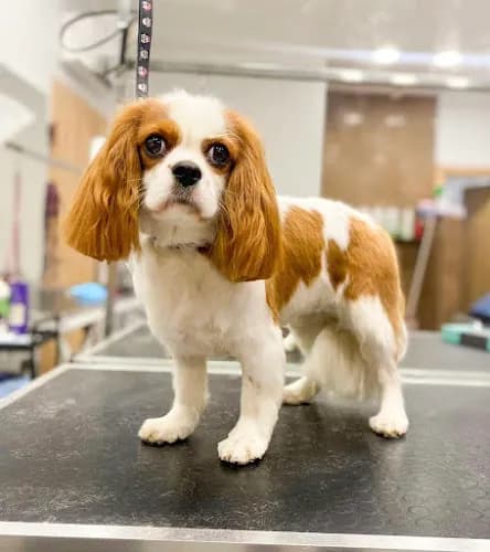 Groomımı ️ Salon&store ️ Грумер ️ Pet Kuaför ️ Hundefriseur ️ Pet Groomer ️ Alanya kapak