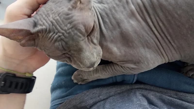 Brothers Veteriner Kliniği - Veterinary - Tierarzt - Ветеринар kapak