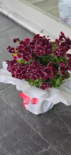 Manolya Çiçekçilik kapak