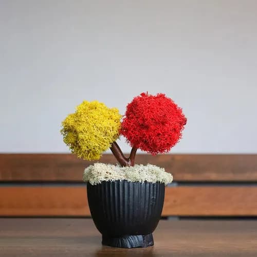 Mossier Çiçek - Çiçekçilik - Hediyelik Eşya kapak